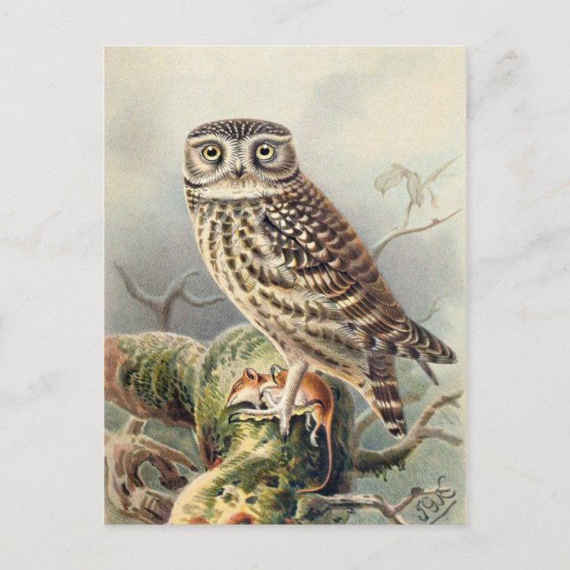 Cartão Postal Cartão-postal de ilustração clássico (Frente)