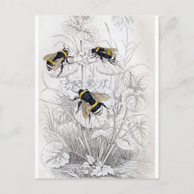 Cartão Postal Cartão-postal de Ilustração Clássico (Frente)