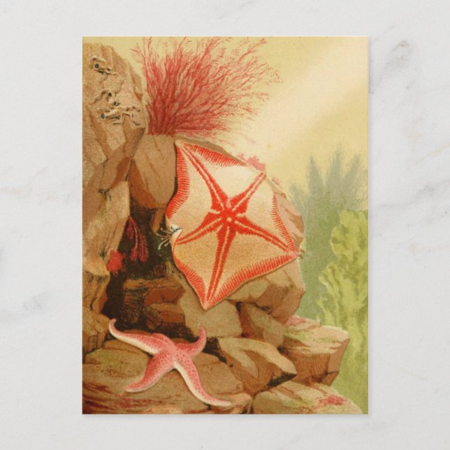 Cartão Postal Cartão-postal de ilustração clássico (Frente)