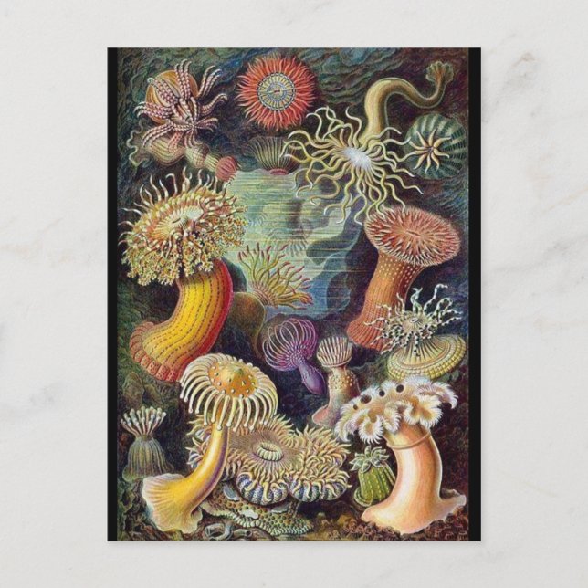 Cartão Postal Cartão-postal de Ilustração Clássico (Frente)