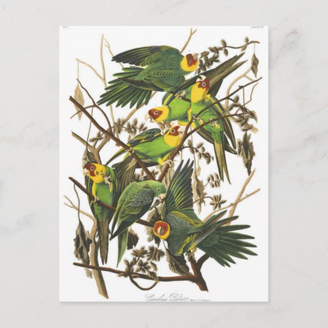 Cartão Postal Cartão-postal de Ilustração Clássico (Frente)