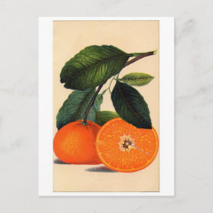 Cartão Postal Cartão-postal de ilustração clássico