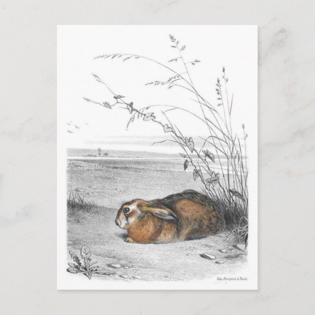 Cartão Postal Cartão-postal de ilustração clássico (Frente)