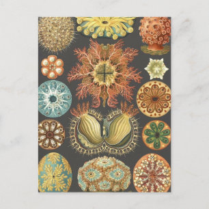 Cartão Postal Cartão-postal de ilustração das camisas marítimas 