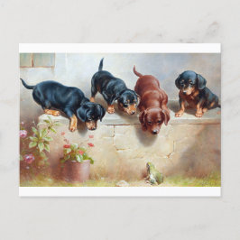 Cartão Postal Cartão-postal de Ilustração de Sapo de Cães