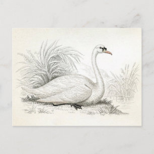 Cartão Postal Cartão-postal de Ilustração do Swan Vintage bon