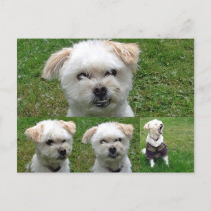 Cartão Postal Cartão-postal de Imagem Cachorro 3
