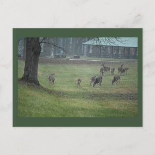 Cartão Postal Cartão-postal de Imagem do Deer
