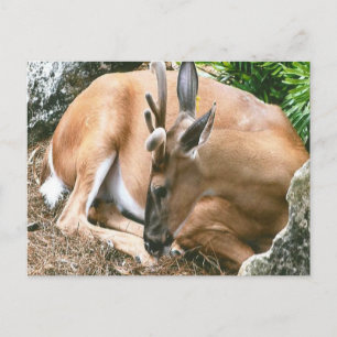 Cartão Postal Cartão-postal de Imagem do Deer