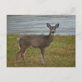 Cartão Postal Cartão-postal de Imagem do Deer