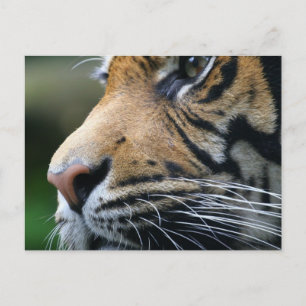 Cartão Postal Cartão-postal de Imagem do Tiger