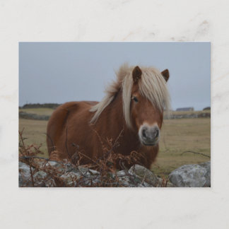Cartão Postal Cartão-postal de Impressão de Arte Equina
