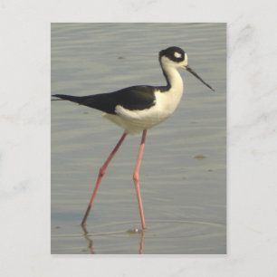 Cartão Postal Cartão-postal de inclinação de pescoço preto