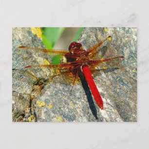 Cartão Postal Cartão-postal de inseto Red DragonFly ou DamselFl
