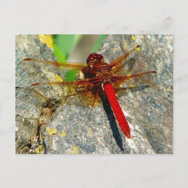 Cartão Postal Cartão-postal de inseto Red DragonFly ou DamselFly (Frente)