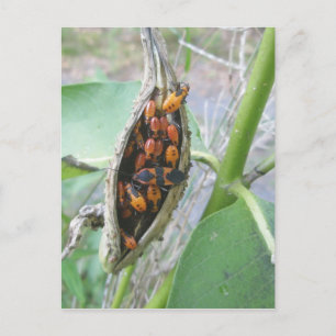 Cartão Postal Cartão-postal de Insetos Milkweed