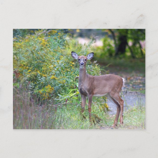 Cartão Postal Cartão-postal de jovem veado (Frente)