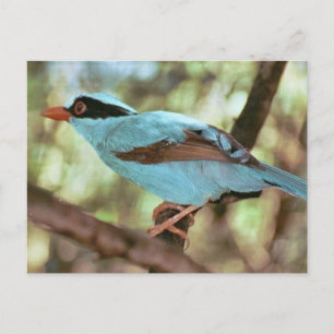 Cartão Postal Cartão-postal de Kingfisher Azul