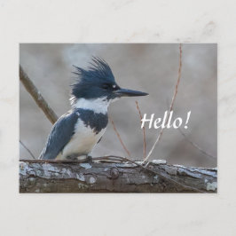Cartão Postal Cartão-postal de Kingfisher Belado