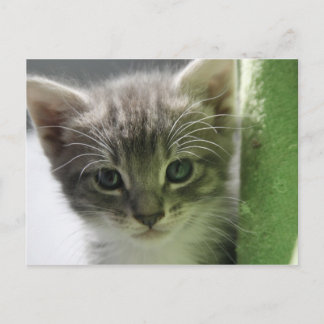 Cartão Postal Cartão-postal de Kitten