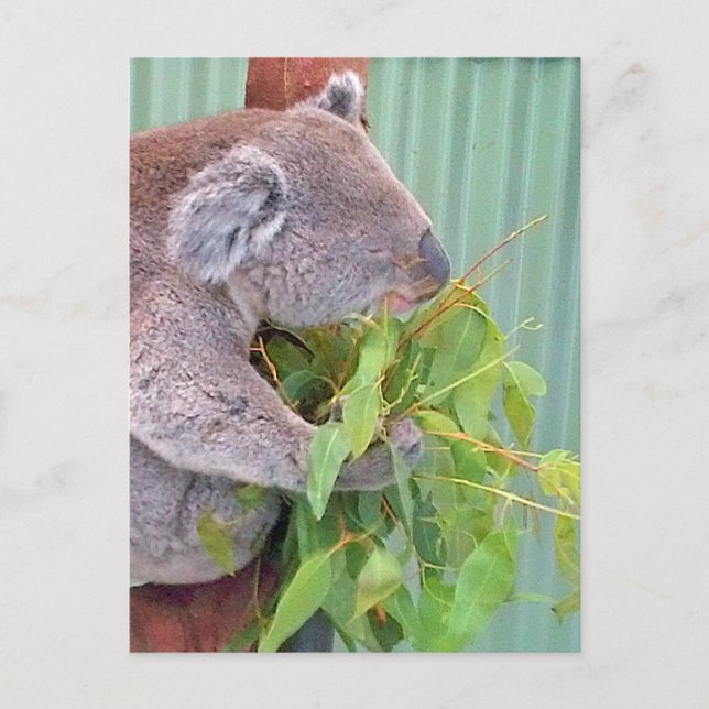 Cartão Postal Cartão-postal de Koala na Austrália (Frente)