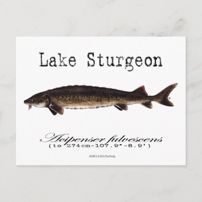 Cartão Postal Cartão-postal de lago-branco (Frente)