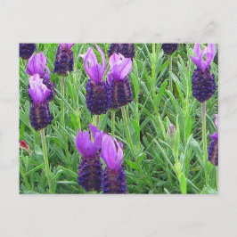 Cartão Postal Cartão-postal de Lavanda da Grace