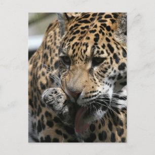 Cartão Postal Cartão-postal de Leopardo Balneário