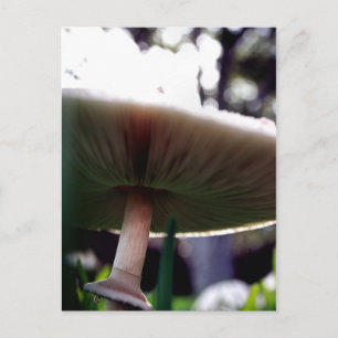 Cartão Postal Cartão-postal de Lepiota Esporcado Verde
