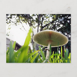 Cartão Postal Cartão-postal de Lepiota Esporcado Verde