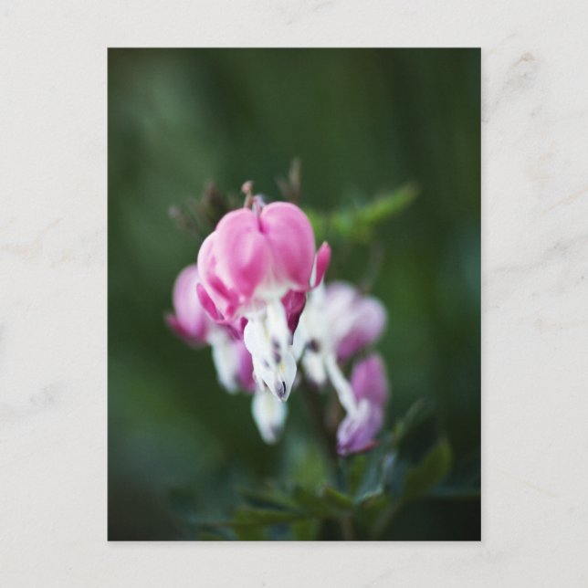 Cartão Postal Cartão-postal de Linha Corações Quebrados (Frente)