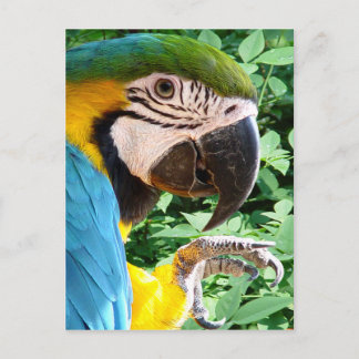 Cartão Postal Cartão-postal de Macaw Azul