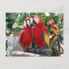 Cartão Postal Cartão-postal de Macaws Escarlate