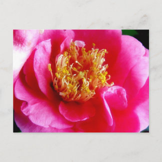 Cartão Postal Cartão-postal de Macro Gardenia Rosa