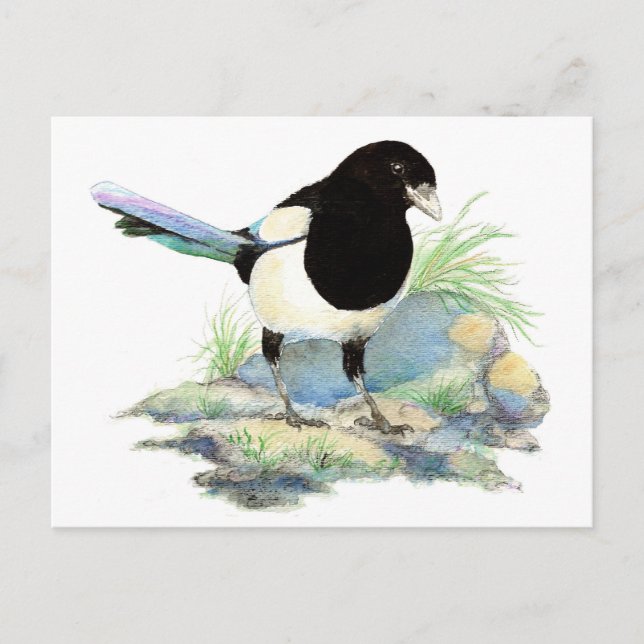 Cartão Postal Cartão-postal de Magpie Curioso (Frente)