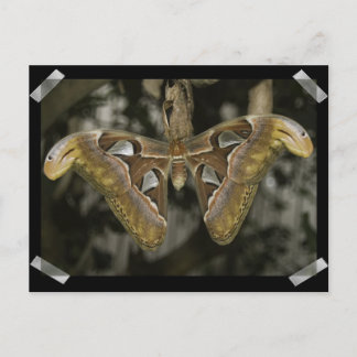 Cartão Postal Cartão-postal de Mama Incomum