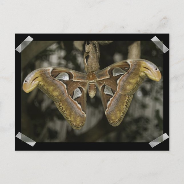 Cartão Postal Cartão-postal de Mama Incomum (Frente)