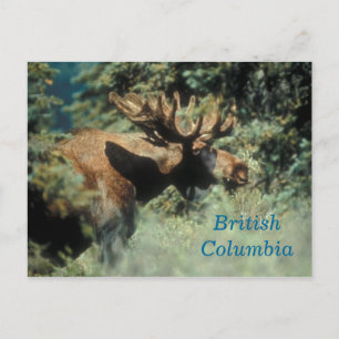 Cartão Postal Cartão-postal de mangueira-boi da Colúmbia Britâni