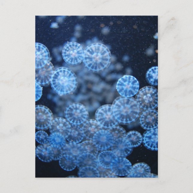 Cartão Postal Cartão-postal de medusa (Frente)