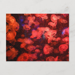 Cartão Postal Cartão-postal de medusa