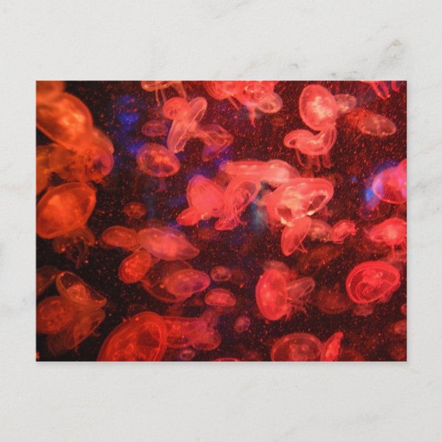 Cartão Postal Cartão-postal de medusa (Frente)