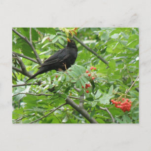 Cartão Postal Cartão-postal de Melro e Frutas