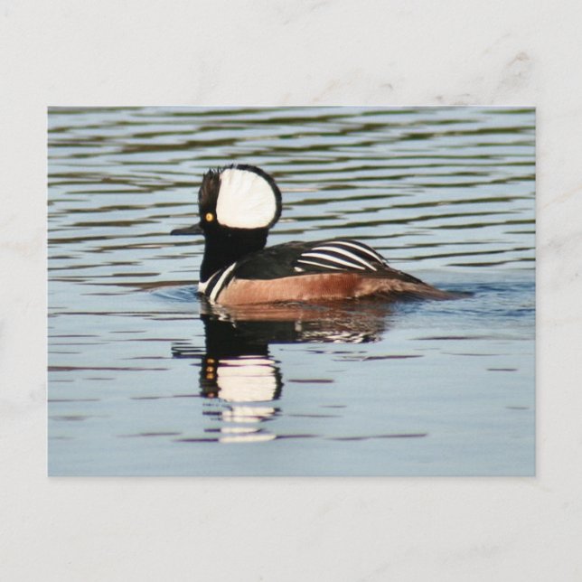 Cartão Postal Cartão-postal de Merganser Duck, com capa masculin (Frente)