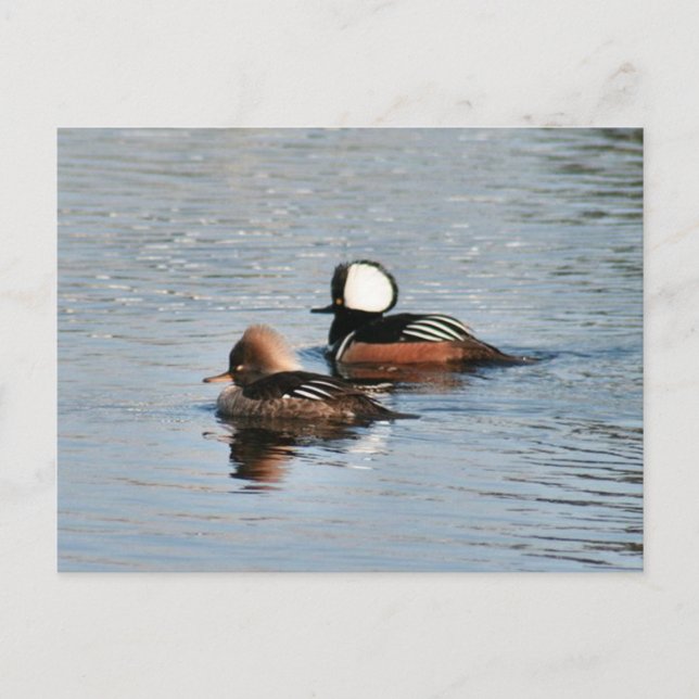 Cartão Postal Cartão-postal de Merganser Ducks Hooded (Frente)