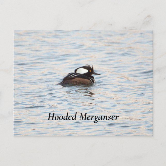 Cartão Postal Cartão-postal de Merganser Hooded (Frente)