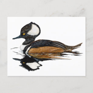 Cartão Postal Cartão-postal de Merganser Hooded