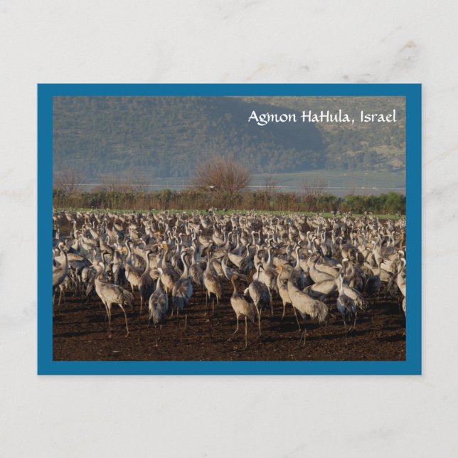 Cartão Postal Cartão-postal de Migração de Aves (Frente)