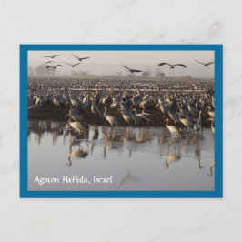 Cartão Postal Cartão-postal de Migração de Aves