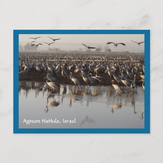 Cartão Postal Cartão-postal de Migração de Aves (Frente)