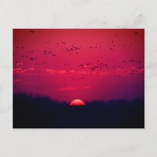 Cartão Postal Cartão-postal de migração de Primavera Sandhill Cr